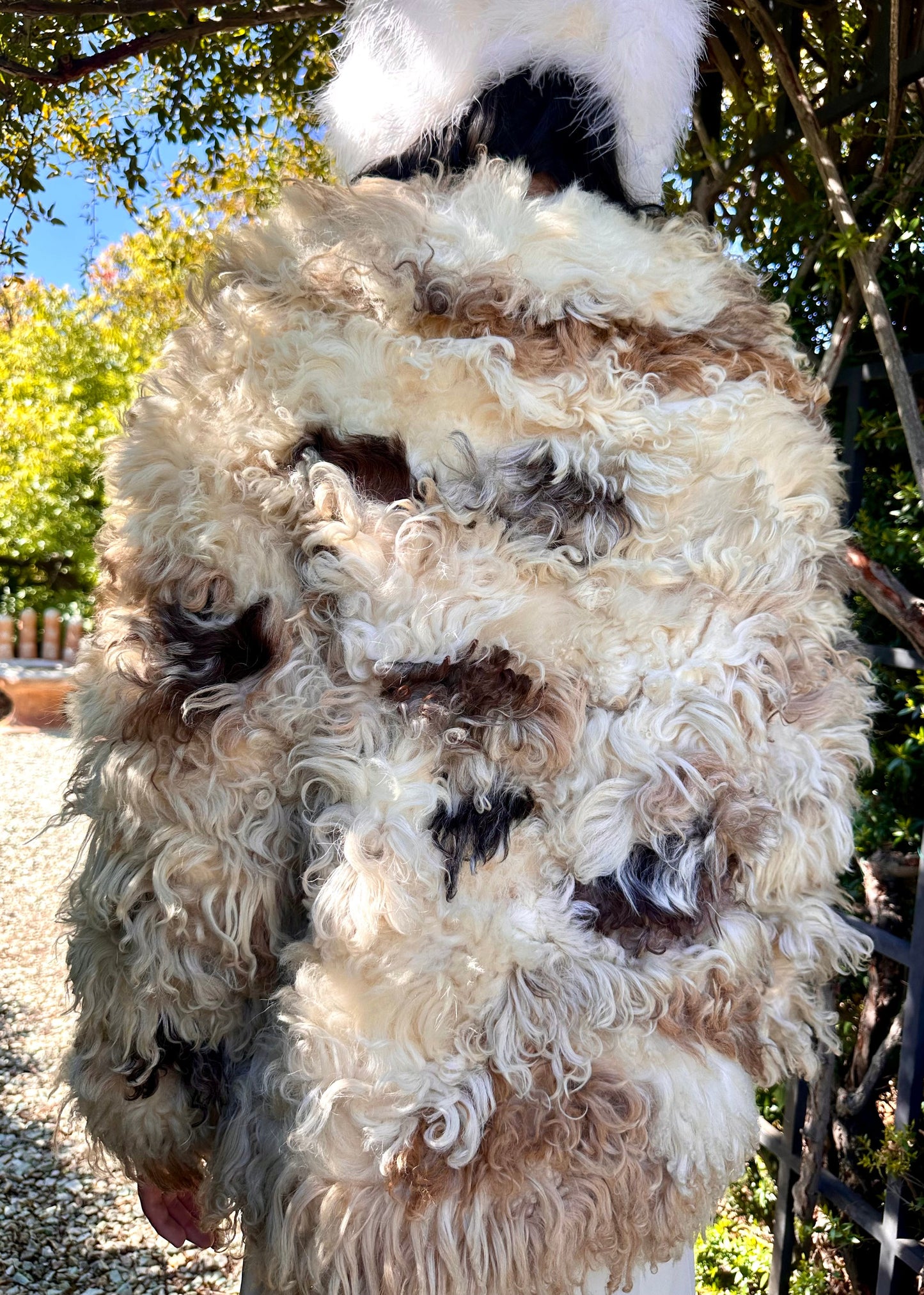fluffy coat standing outdoors with trees in the background