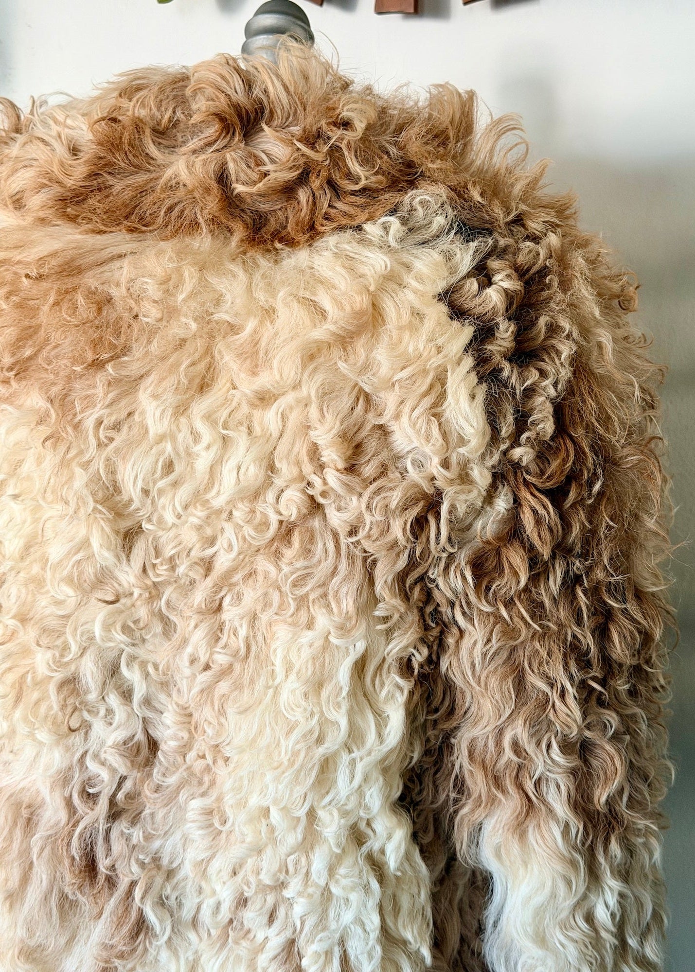 Close-up of a dog with curly fur, possibly a Poodle or a similar breed.